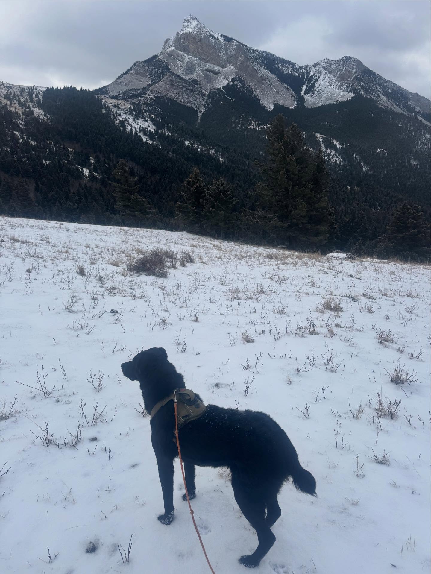 Montana mountains